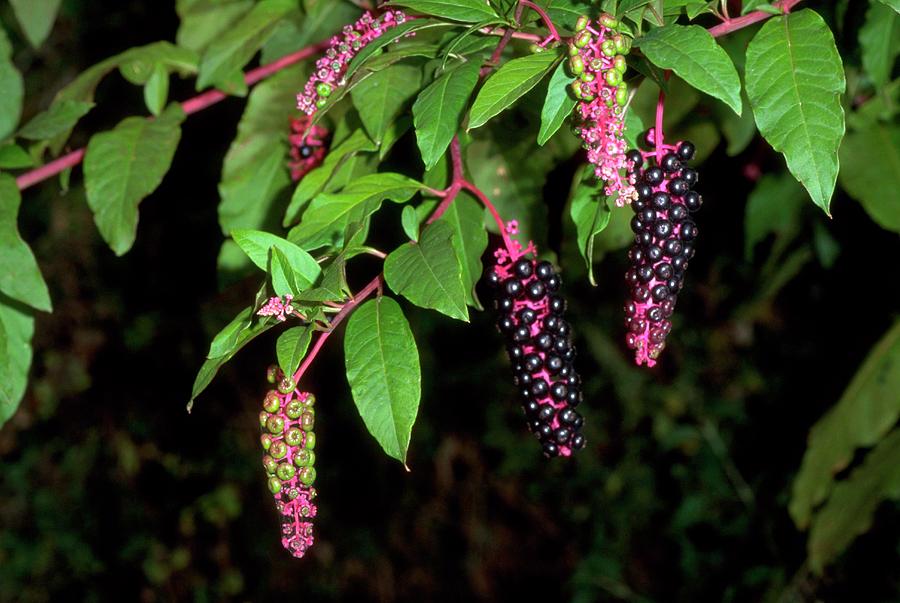 Phytolacca Americana Photograph by Brian Gadsby/science Photo Library ...