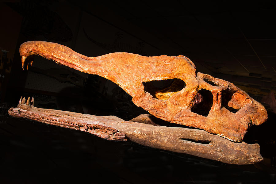 Phytosaur Skull Fossil Photograph by Millard H. Sharp