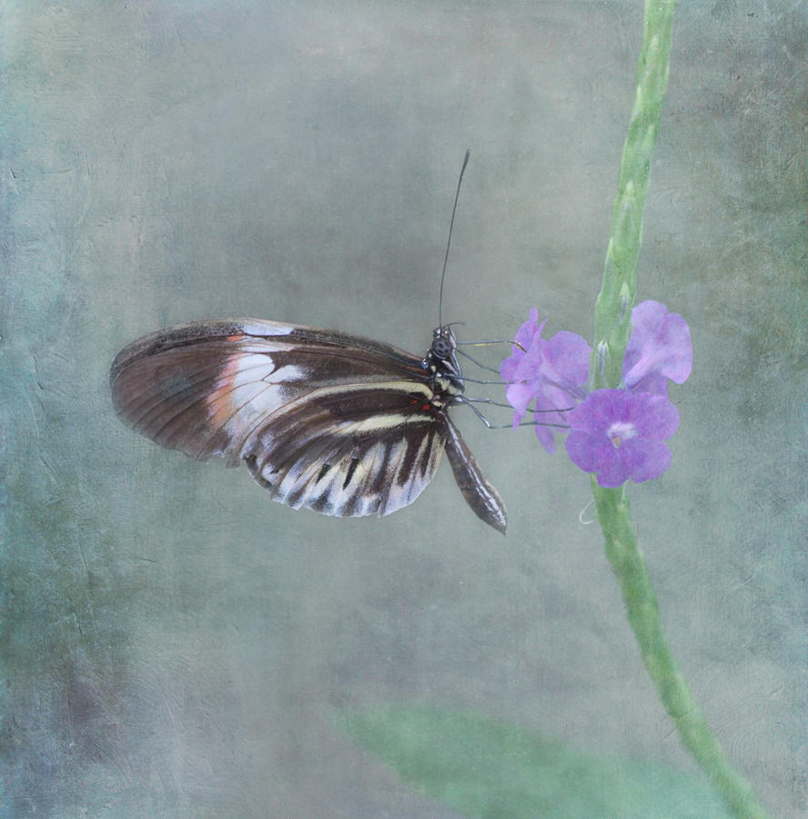 Piano Key Longwing Butterfly Photograph by Kim Hojnacki