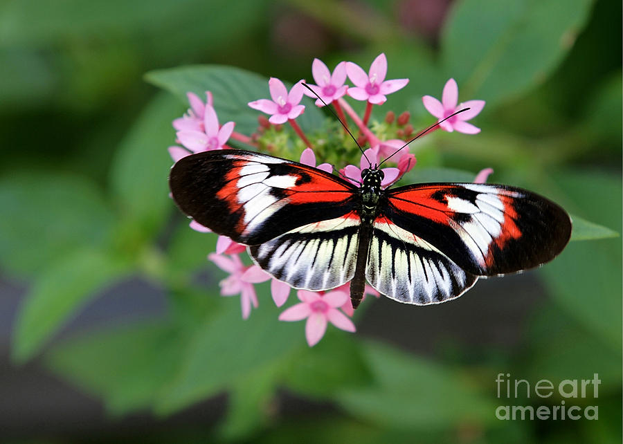 Piano Key Butterfly on Pink Penta Photograph by Sabrina L Ryan