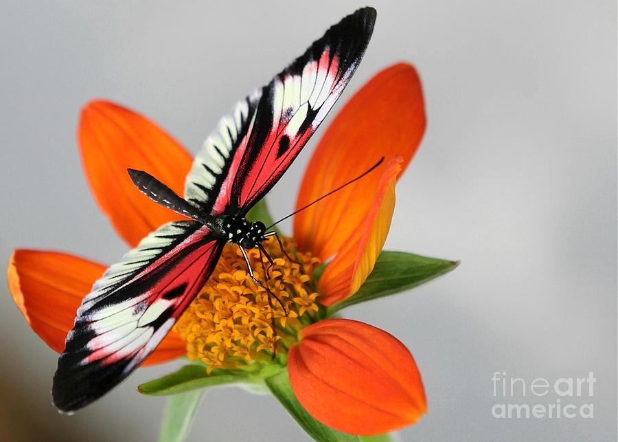 Piano Key Butterfly Up Close Photograph by Sabrina L Ryan