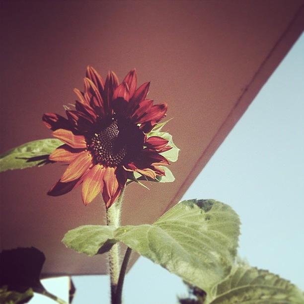 Sunflower Photograph - Piano Piano Cresce ☀  #girasole by Valentina Mancini