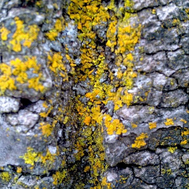 Nature Photograph - #pic Of Moss On An Oaktree. I #love by Lady Green