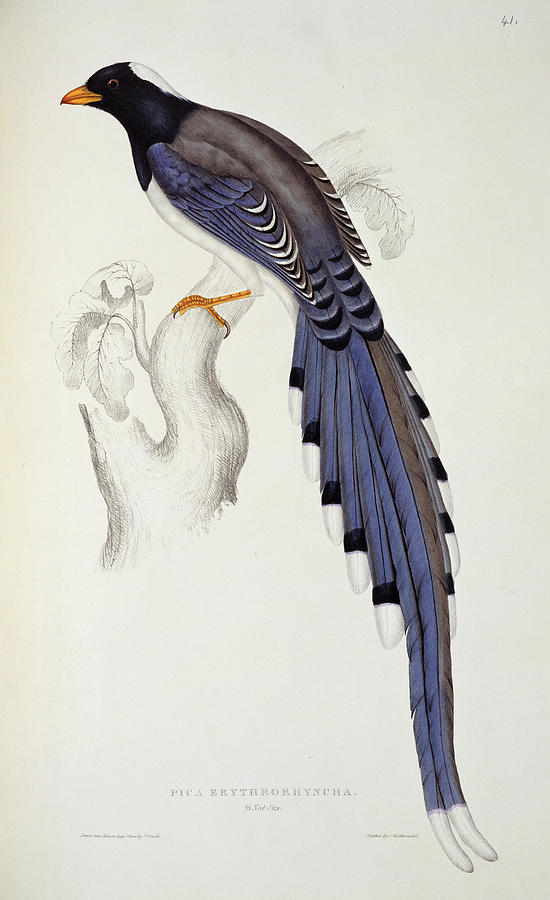 Pica Erythrorhyncha, From A Century Of Birds From The Himalaya Mountains Painting by Elizabeth Gould