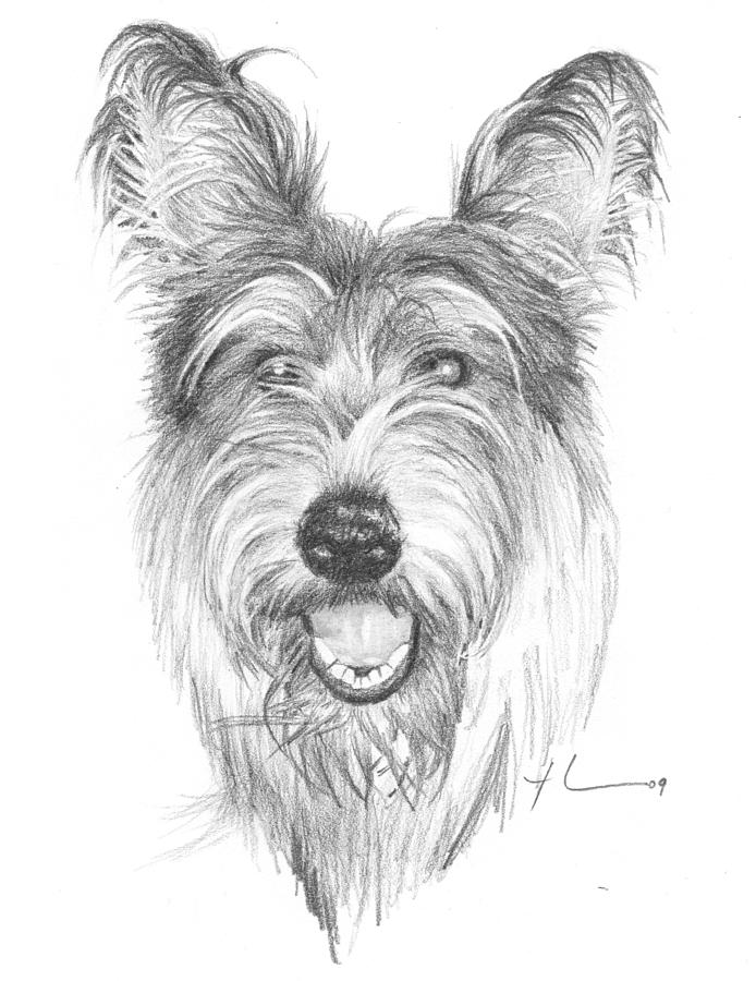 Picardy Shepherd Dog Pencil Portrait Drawing by Mike Theuer