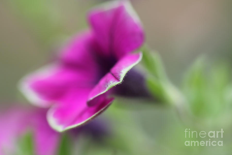 Picasso Petunia Photograph by Rosemary Aubut
