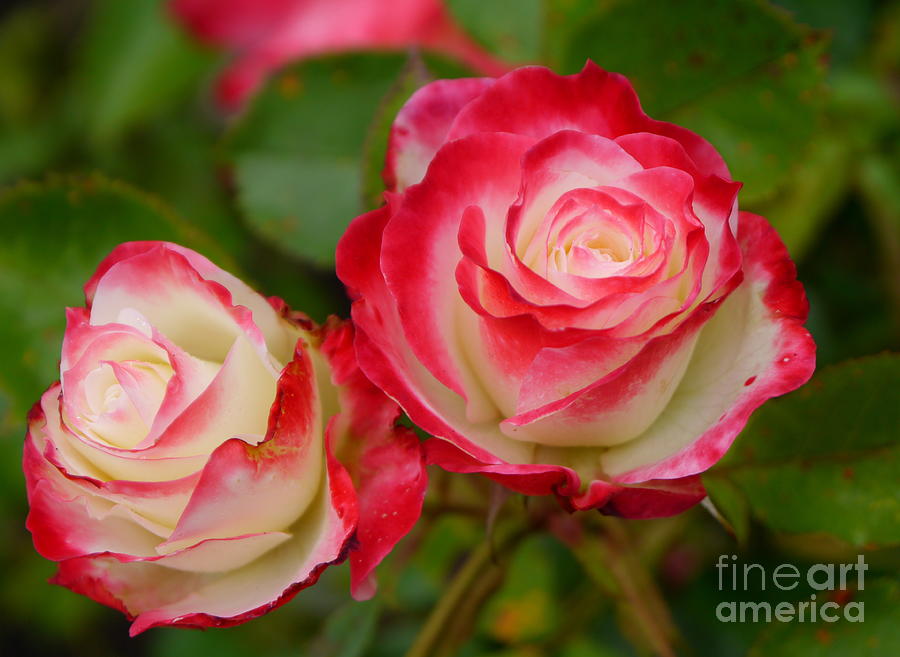 Nature Photograph - Picasso Roses by Christiane Schulze Art And Photography