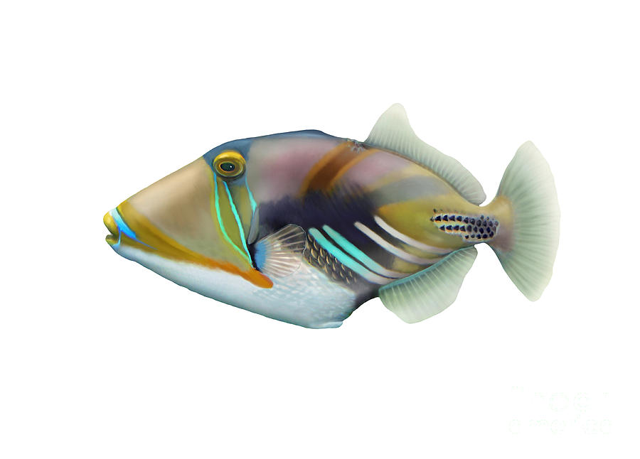 Picasso Triggerfish Rhinecanthus Photograph by Carlyn Iverson