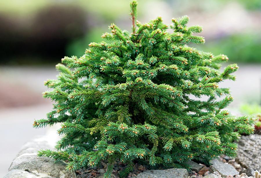 Picea Mariana 'pygmaea' Photograph by Sam K Tran/science Photo Library ...