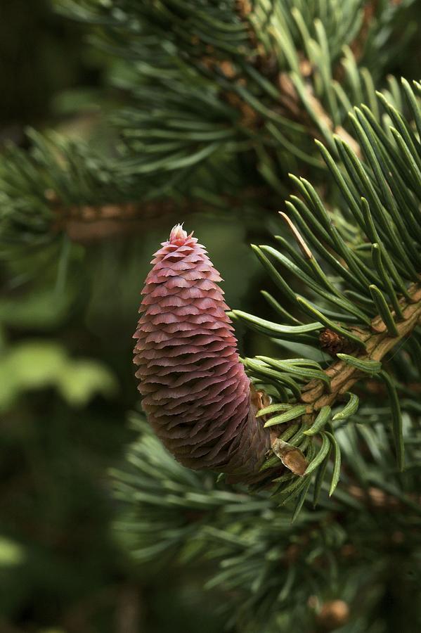 Picea pungens 'Lucky strike' Photograph by Science Photo Library - Pixels