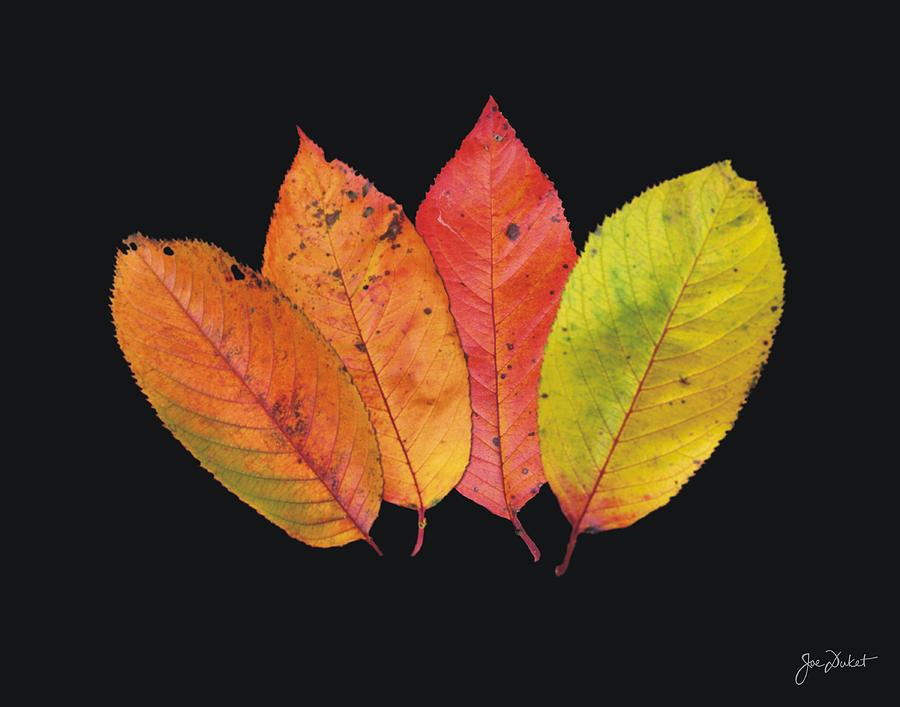 Pick a Leaf Photograph by Joe Duket