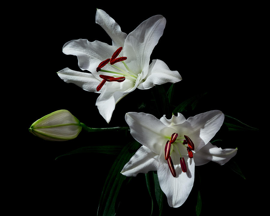 Black Background Photograph - Pick-a-lily by Paul Indigo Black Background Photograph - Pick-a-lily by Paul Indigo