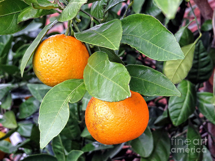 Pick Me - Orange Fruit Tree Photograph by Ella Kaye Dickey