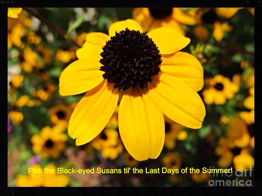 Pick the Black-eyed Susans til the Last Days of the Summer Painting by Kimberlee Baxter