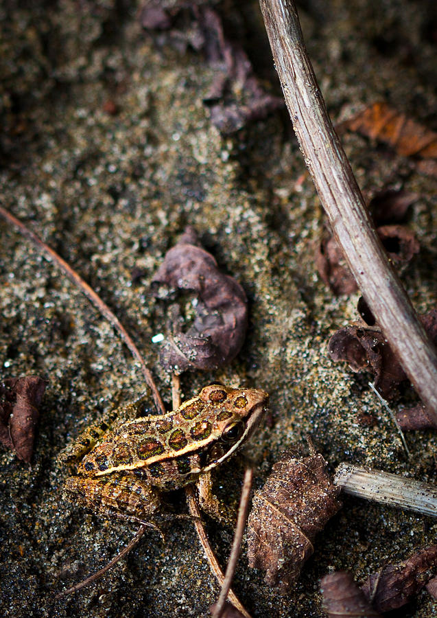 Pickerel Frog Photograph by Melinda Fawver