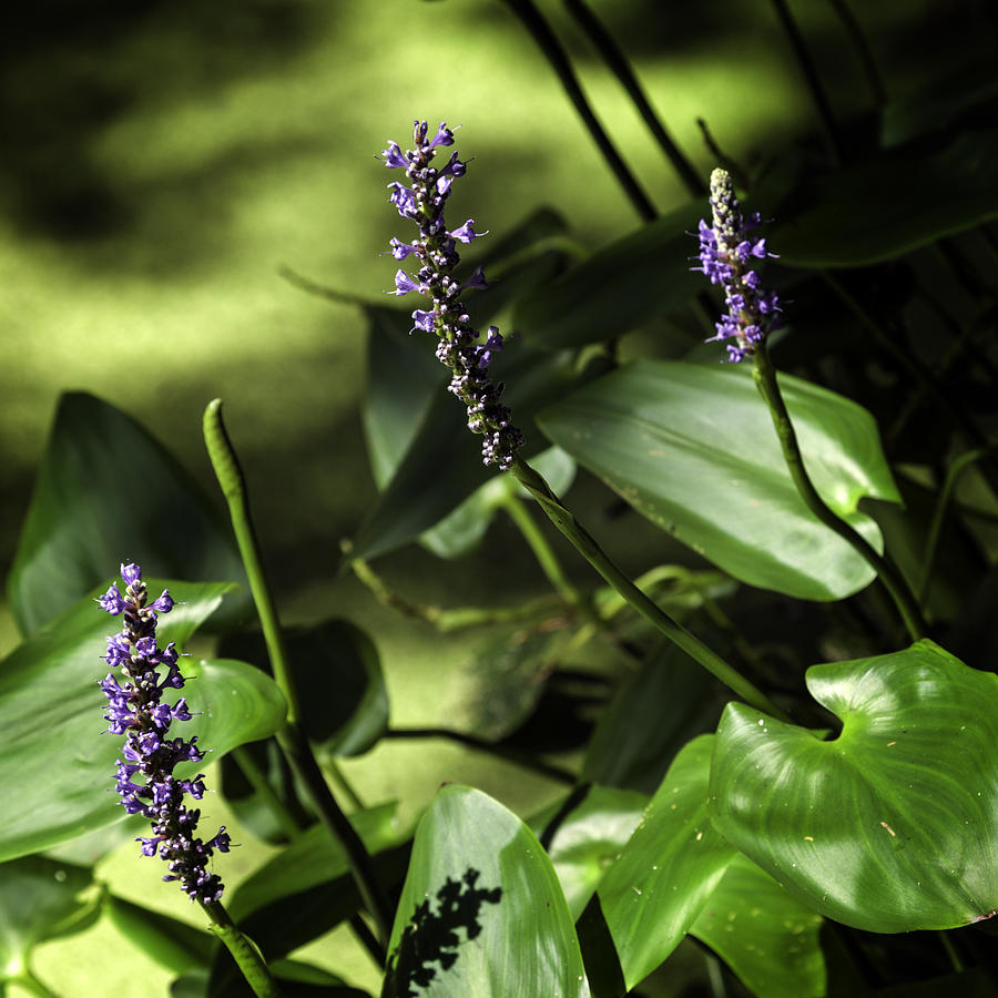 Pickerel Weed Photograph - Pickerel Weed Blooms by Lynn Palmer