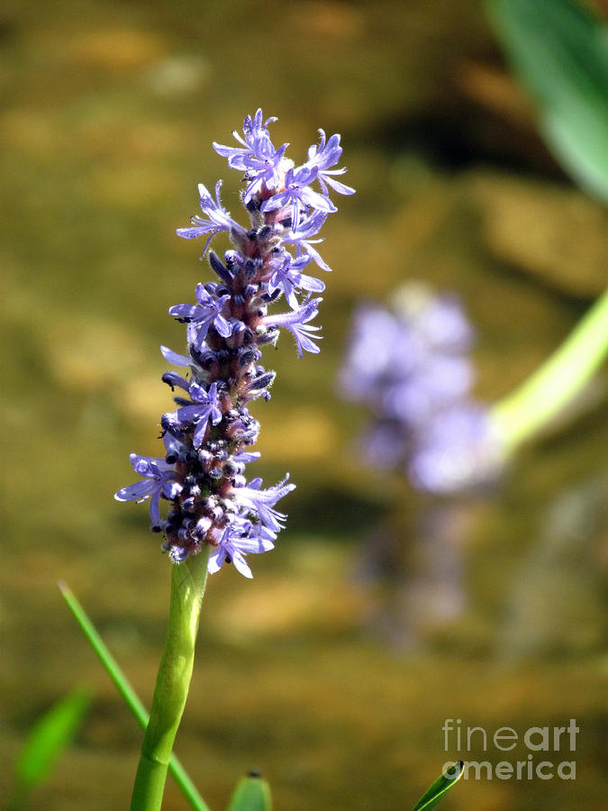 Pickerel Weed Photograph