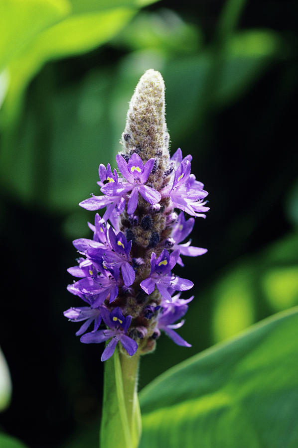Pickerel Weed Flowers Photograph by Science Photo Library Pickerel Weed Flowers Photograph by Science Photo Library