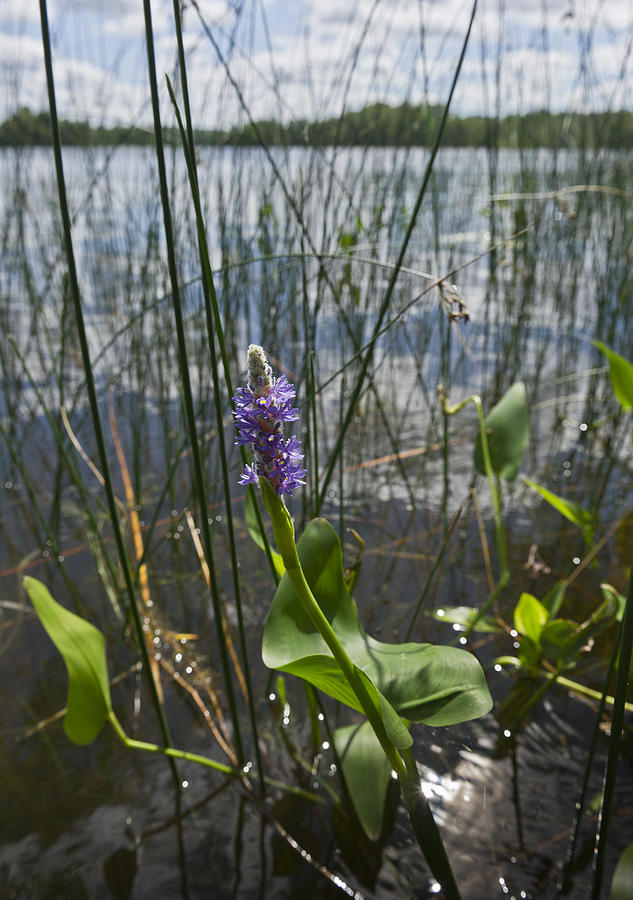 Pickerelweed along the lake Photograph by Gary Eason