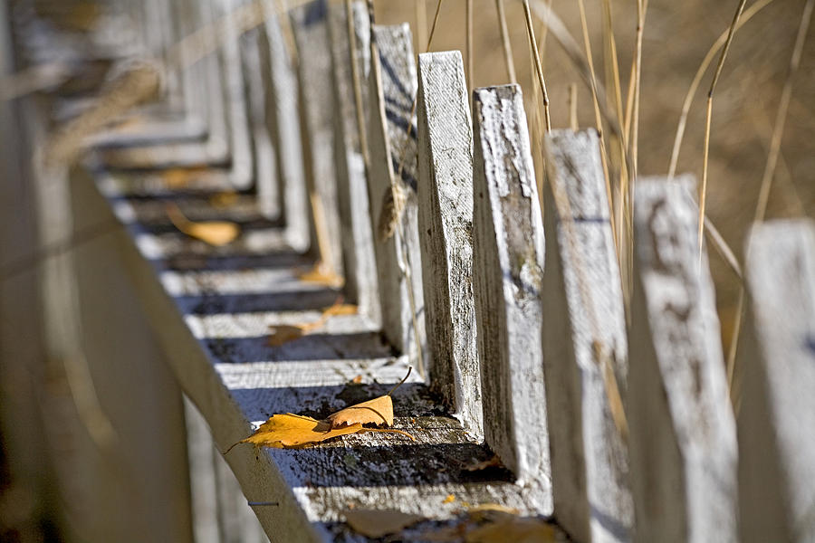 Picket Fence Photograph by Bonnie Bruno