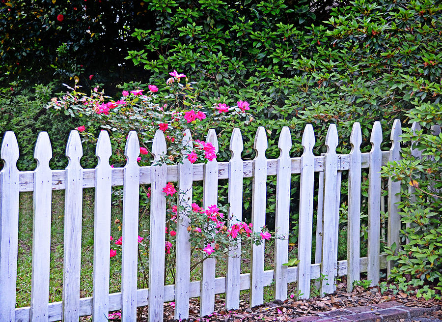 Picket Fence Roses Photograph by Linda Brown