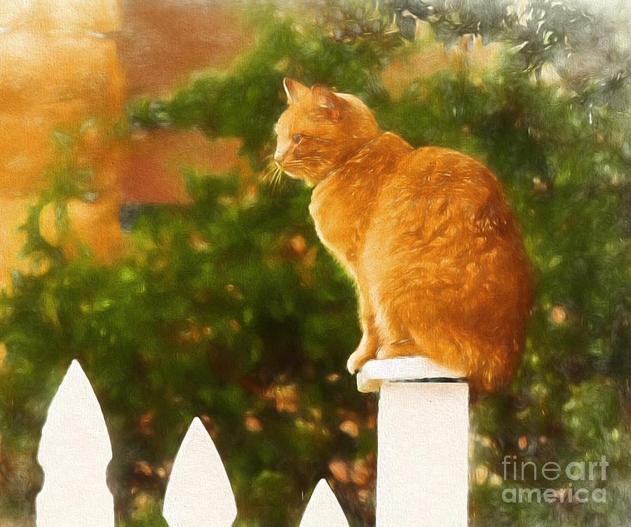 Picket Fence Tabby Cat Photograph by Clare VanderVeen