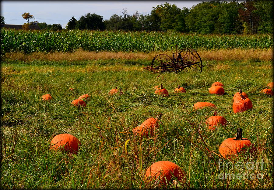Fall Photograph - Pickin A Pumpkin by Amy Lucid