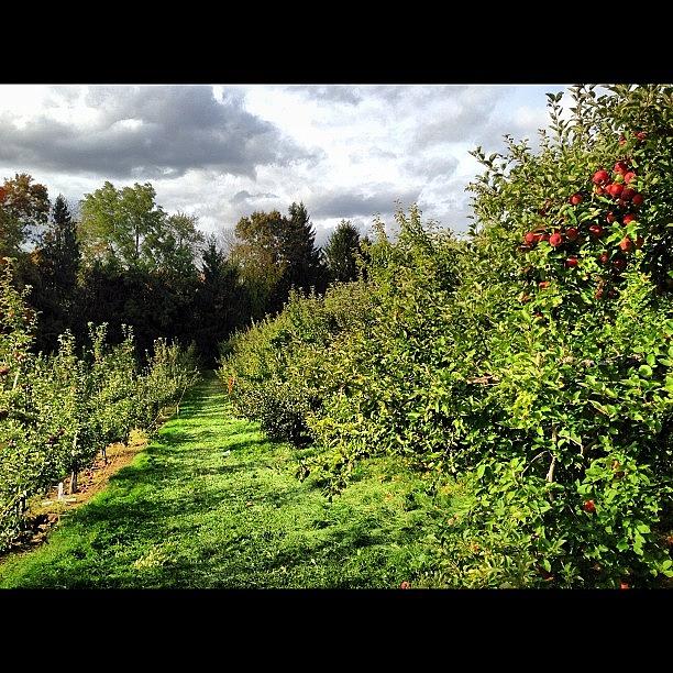 Apple Photograph - Pickin Apples #apples #iphone by Corey Sheehan
