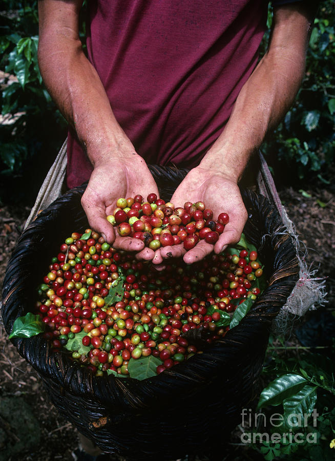 Picking Coffee Beans Photograph by Publiphoto Picking Coffee Beans Photograph by Publiphoto