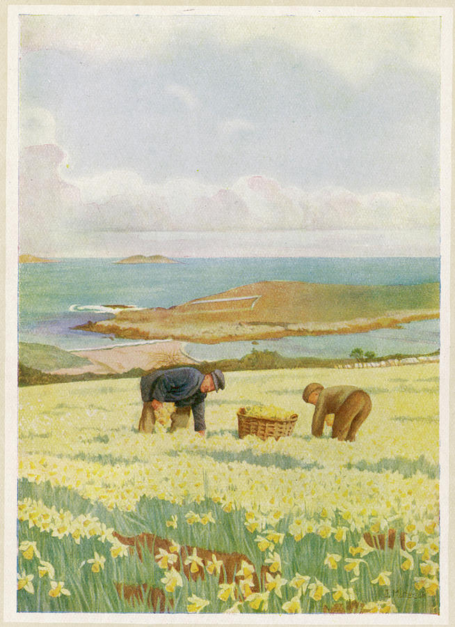Picking Drawing - Picking Daffodils For The  Market, St by Mary Evans Picture Library