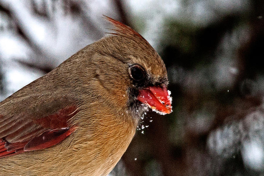 Wildlife Photograph - Picking Seed Out of the Snow by Jim Finch