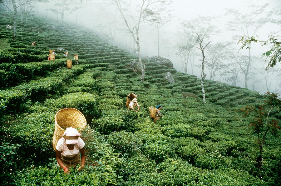 Picking Tea Photograph by George Holton