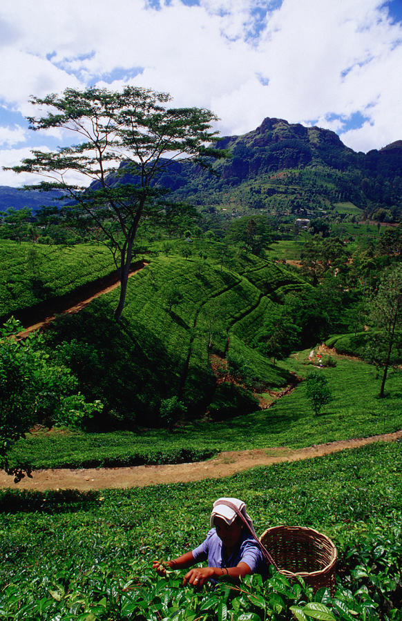 Picking Tea In The Hill Country, Due To Photograph by Anders Blomqvist