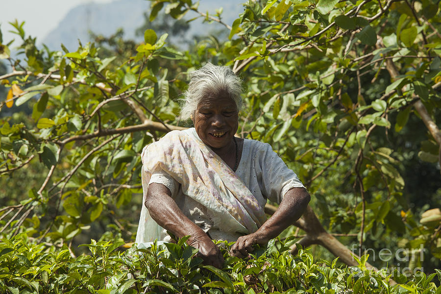 Picking tea leaves Photograph by Patricia Hofmeester