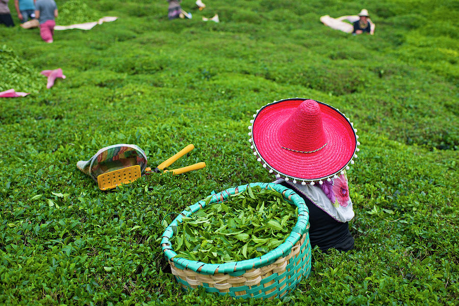 Picking Tea Leaves Photograph by Uygar Ozel