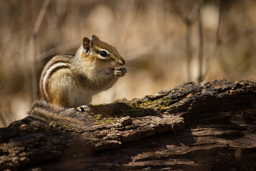 Squirrel Photograph - Picnic in the Woods by Penny Meyers