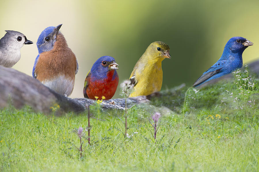 Eastern Bluebird Photograph - Picnic Lunch by Bonnie Barry