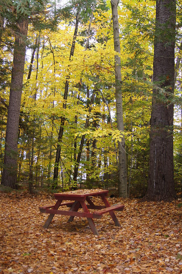 Picnic table Photograph by Happy Events International - Fine Art America