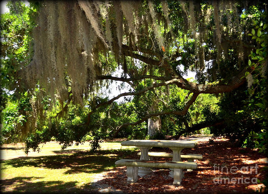 Picnic under Spanish Moss  Photograph by Amy Lucid
