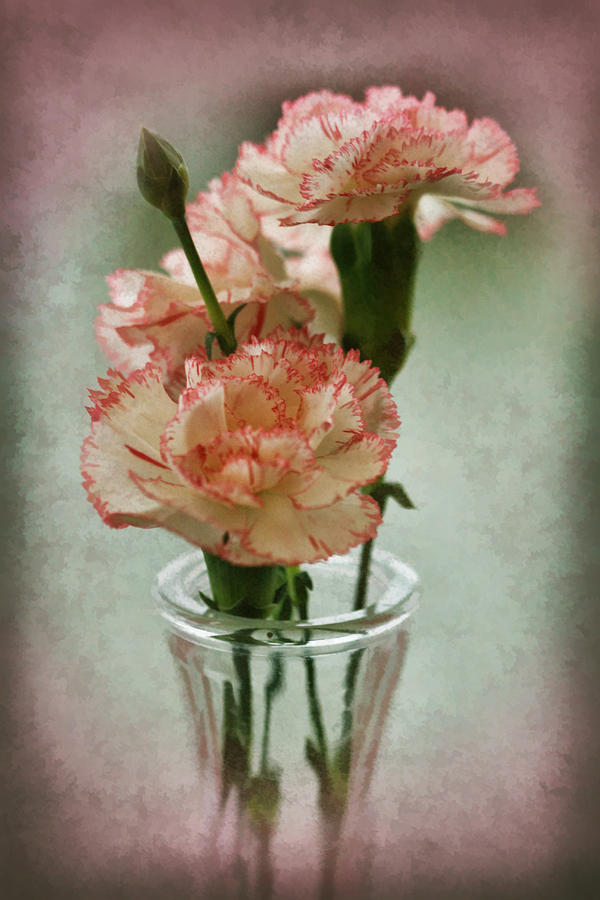 Picotee Pink Carnations Photograph by Kathy Clark