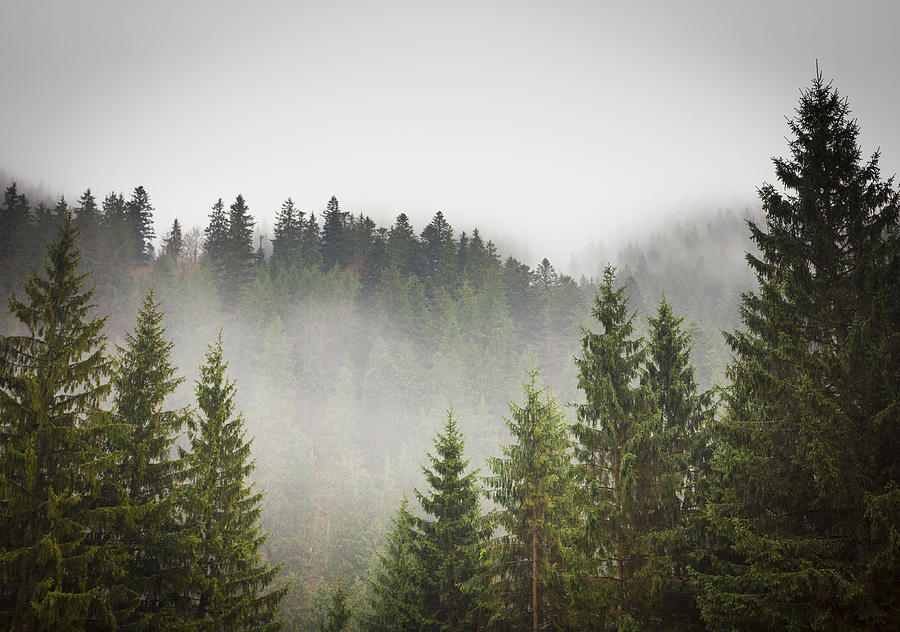 Picture of a spruce forest on a cold foggy day Photograph by VeryBigAlex