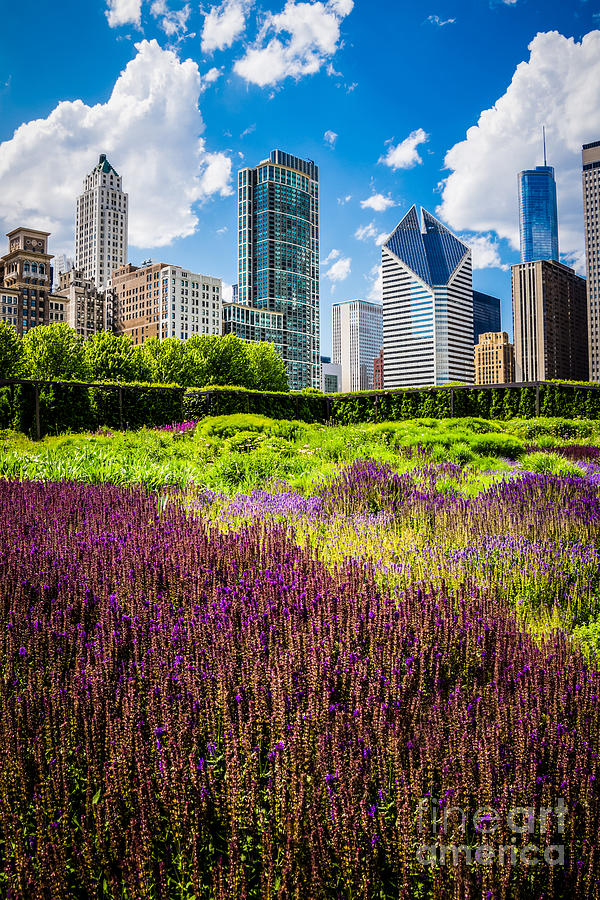 Chicago Photograph - Picture of Chicago Skyline with Lurie Garden Flowers by Paul Velgos