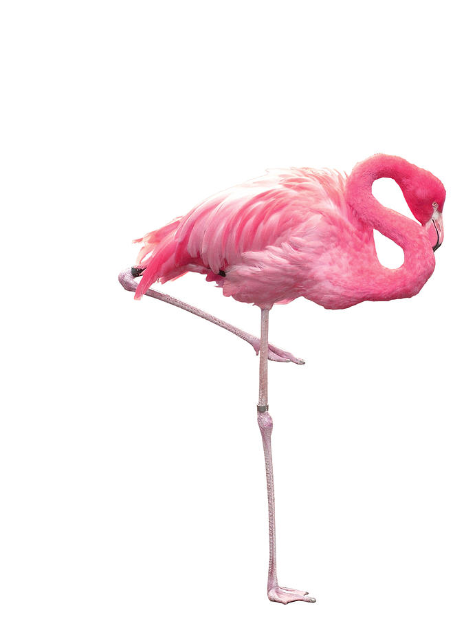 Picture of pink flamingo sleeping on one leg Photograph by Kramikel