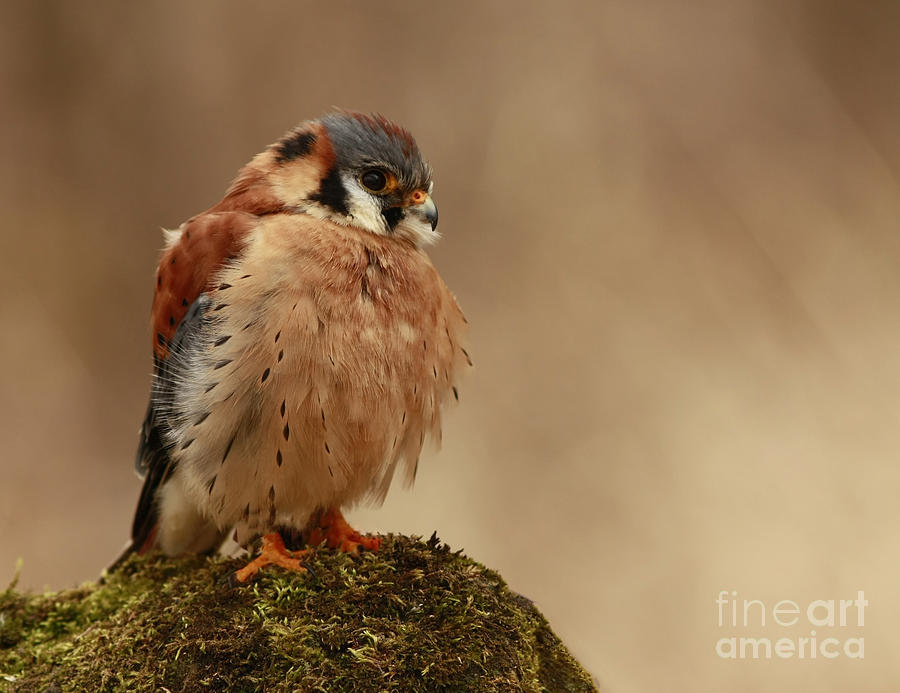 Perfect Photograph - Picture Perfect American Kestrel  by Inspired Nature Photography Fine Art Photography