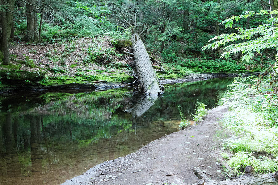 Pictures of  Ricketts Glen State Park PA Photograph by Susan Jensen