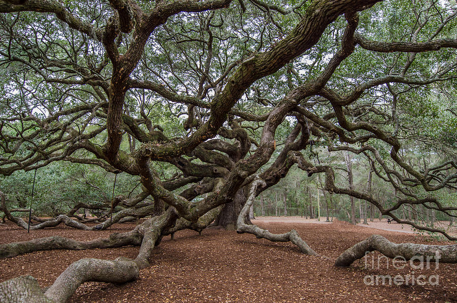 Picturesque Angel Oak Tree Photograph