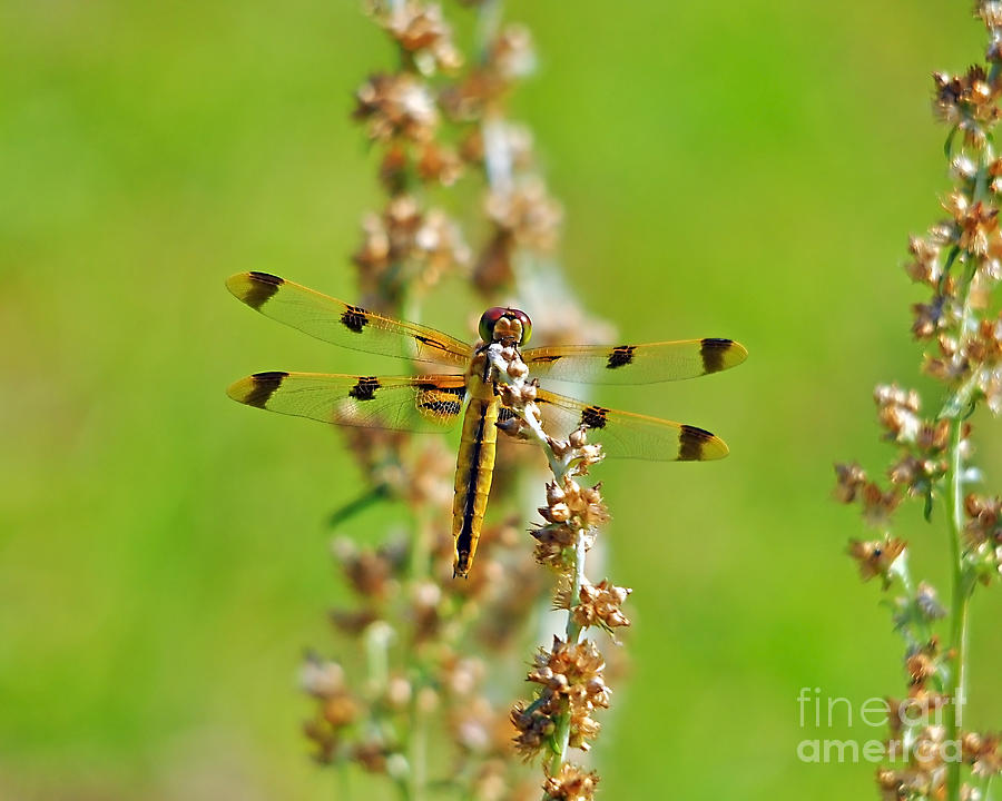 Dragonfly Photograph - Picturesque Painted by Al Powell Photography USA