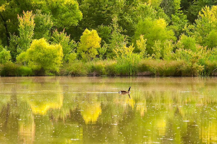 Picturesque View Of A Goose On A Lake Photograph