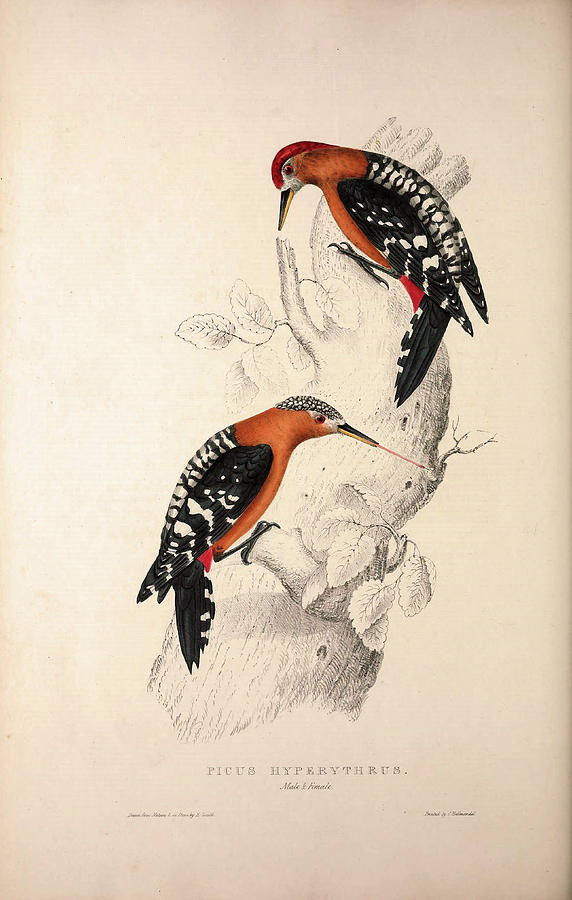 Bird Drawing - Picus Hyperythrus, Rufous-bellied Woodpecker. Birds by Quint Lox