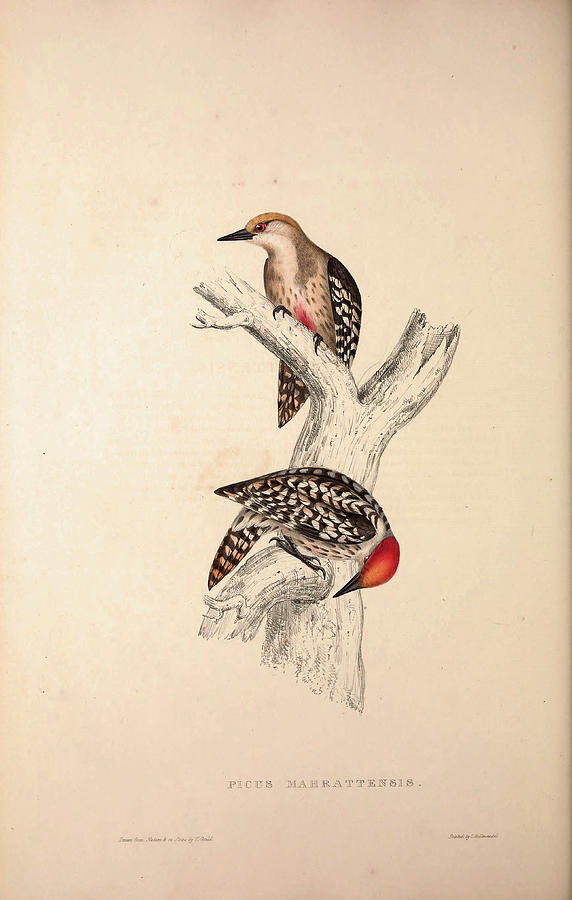 Bird Drawing - Picus Mahrattensis, Yellow-fronted Tied Woodpecker. Birds by Quint Lox